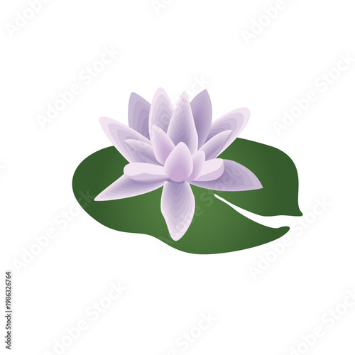 pink lotus flower