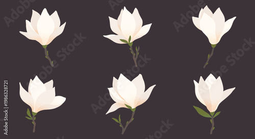 White magnolia flowers botanical set with buds and leaves.Elegant floral elements with delicate griny texture.Blooming spring flowers for invitations,branding,stationery and seasonal design.