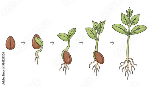 Sprouting Seed Growth Stages Cartoon Vector Illustration Isolated on White Background
