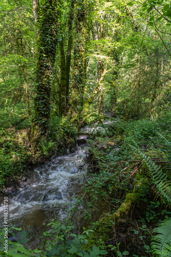 Chameyrat (Corrèze, Nouvelle Aquitaine, France) - Vue printanière du ruisseau de la gane au cœur de la forêt