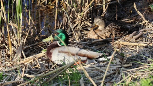 A couple of mallard duck, male and female, by the lake