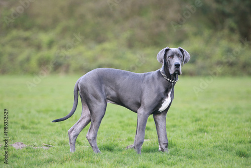 Plakat great dane side shot