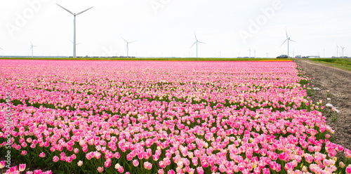 Field with colorful flowers in bright sunlight in springtime, Almere, Flevoland, The Netherlands, April 15, 2026