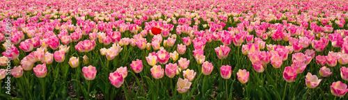 Field with colorful flowers in bright sunlight in springtime, Almere, Flevoland, The Netherlands, April 15, 2026