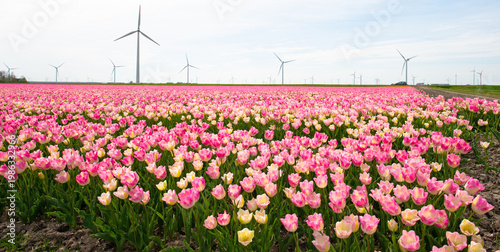 Field with colorful flowers in bright sunlight in springtime, Almere, Flevoland, The Netherlands, April 15, 2026