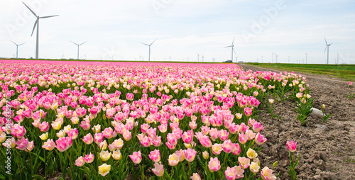 Field with colorful flowers in bright sunlight in springtime, Almere, Flevoland, The Netherlands, April 15, 2026