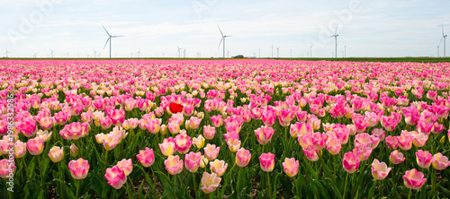 Field with colorful flowers in bright sunlight in springtime, Almere, Flevoland, The Netherlands, April 15, 2026