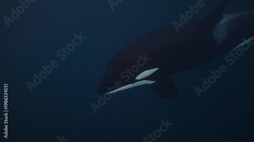 Orca swimming in cold arctic water, underwater shot