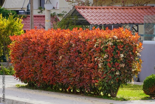 Photinia fraseri red robin hedge with red and green leaves, in a garden in Attica, Greece