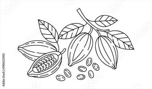 Hand drawn cacao plant illustration with leaves and seeds