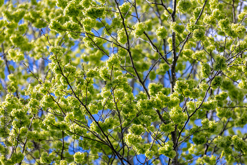 Quadro em tela Selective focus of Ulmus minor samarae on the tree, Elm flowers in early spring, Elms are deciduous and semi-deciduous trees comprising the flowering plant genus Ulmus in the plant family Ulmaceae