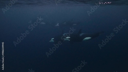 Pod of orcas swimming in cold arctic water, underwater shot