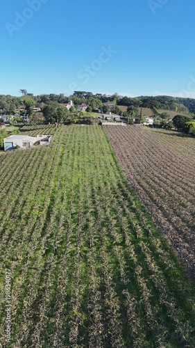 Imagem aérea de vinhedo em Bento Gonçalves com fileiras de plantação evidenciando produção de vinho e paisagem rural da serra gaúcha