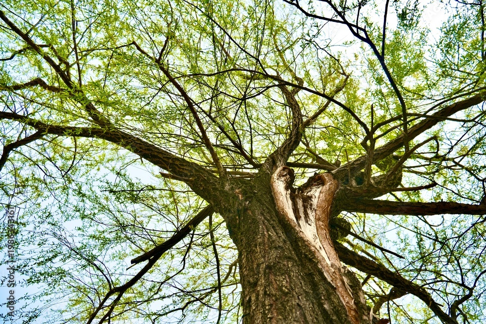 Fototapeta premium Looking Up at a Large Tree with Fresh Green Leaves