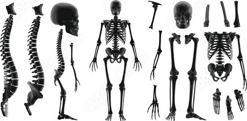 Human skeletal system illustration, anatomy bone structure, skull spine rib cage, medical education design, orthopedic study, biology diagram, healthcare concept