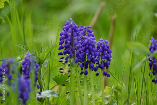 blue flowers in the garden