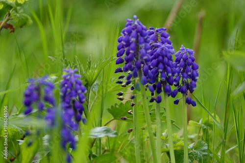 blue flowers in the garden
