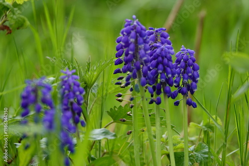 lavender flowers in the garden
