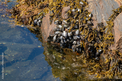 Foto Blue mussel colony (Mytilus edulis) among seaweeds, attached to rocks exposed at