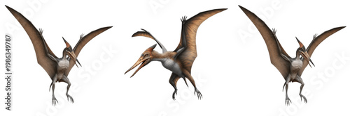 Tableau sur toile Pteranodon Flying Reptile PNG - Isolated Prehistoric Dinosaur on Transparent Bac
