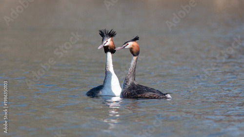 grey crowned crane