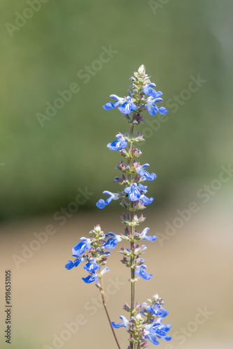 Bog sage (salvia uliginosa) flowers in bloom