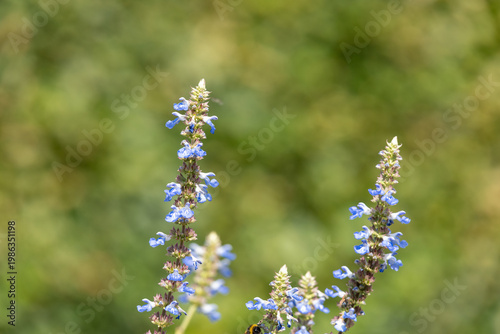 Bog sage (salvia uliginosa) flowers in bloom
