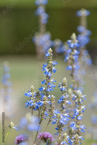 Bog sage (salvia uliginosa) flowers in bloom