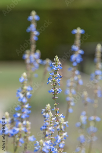 Bog sage (salvia uliginosa) flowers in bloom