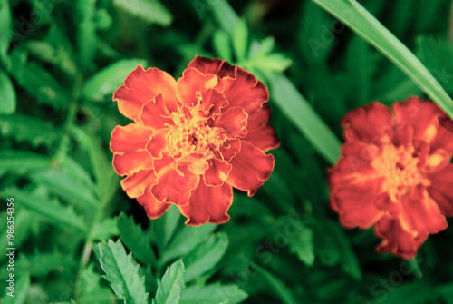 Bright marigold flower blooms in garden during sunny afternoon hours