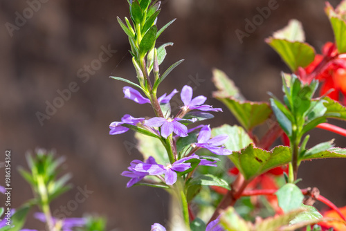 Close up of fairy fan flowers (scaevola aemula) in bloom
