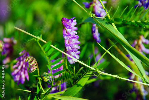 Purple flowers grow in the field during sunny weather in spring season