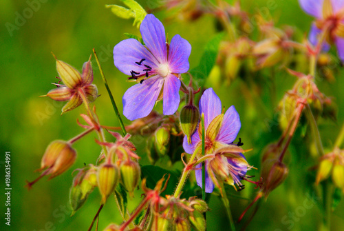 Colorful flowers bloom in a green field during springtime