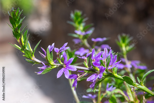 Close up of fairy fan flowers (scaevola aemula) in bloom