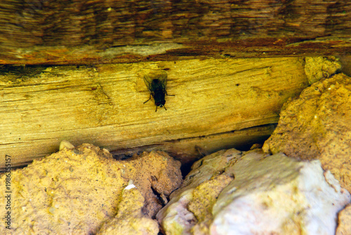 Bee resting on wooden surface near rocks during sunny day
