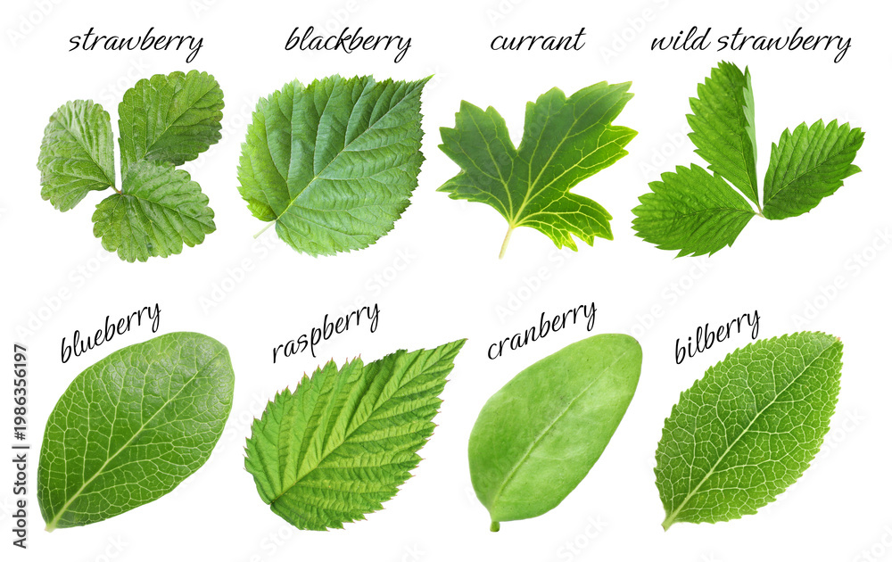 Fototapeta premium Fresh green leaves of berry plants on white background. Collage with names