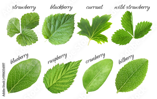 Fresh green leaves of berry plants on white background. Collage with names