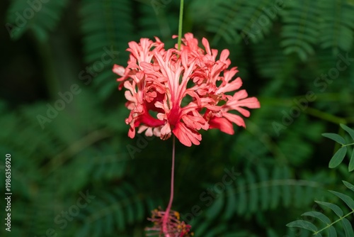 Close up of a fringed rosemallow (hibiscus schizopetalus) flower in bloom