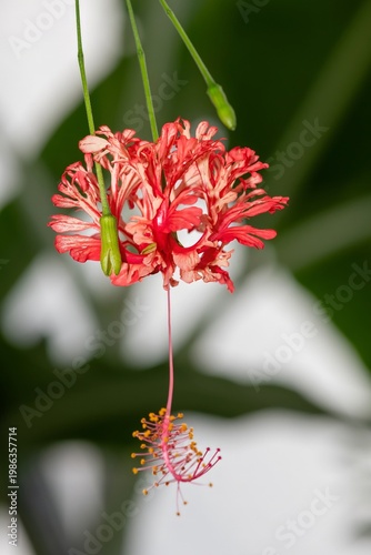 Close up of a fringed rosemallow (hibiscus schizopetalus) flower in bloom
