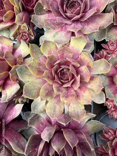 Colorful spring flowers macro in garden and balcony setting