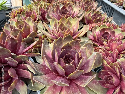 Colorful spring flowers macro in garden and balcony setting
