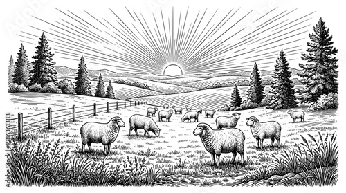 Sheep herd grazing on farm field at sunrise engraving