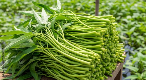 Fresh Green Water Spinach Stems and Leaves Bunched Together Ready for Cooking