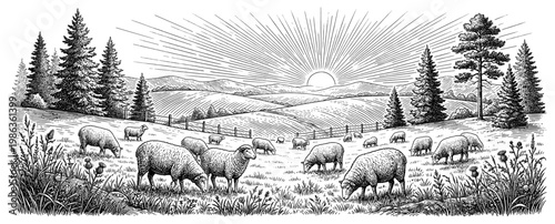 Sheep herd grazing on farm field at sunrise engraving