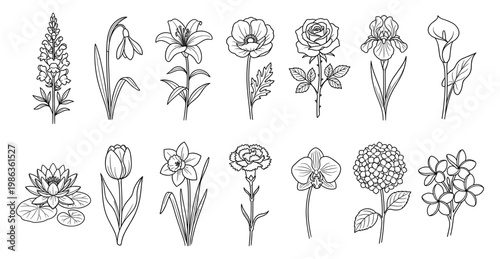 Flower set rose lily tulip orchid poppy iris lotus line art