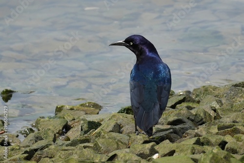 The boat-tailed grackle (Quiscalus major) is a passerine bird of the family Icteridae found as a permanent resident on the coasts of the Southeastern and Mid-Atlantic United States.