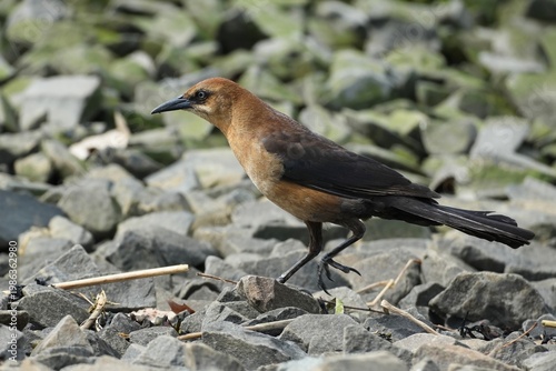 The boat-tailed grackle (Quiscalus major) is a passerine bird of the family Icteridae found as a permanent resident on the coasts of the Southeastern and Mid-Atlantic United States.