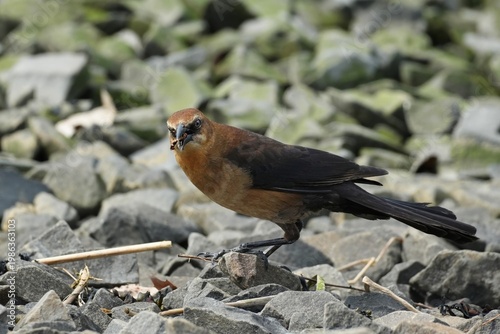 A female Boat-tailed Grackle with a captured insect in her beak.