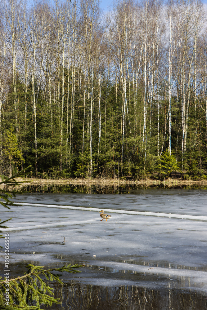 Obraz premium Lone Duck Standing on Melting Ice of Lake, Early Spring Forest Landscape