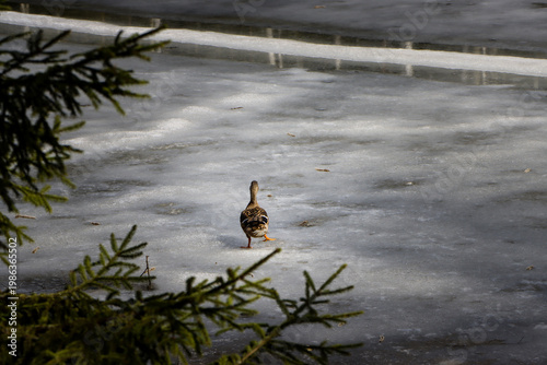 Wild Duck Taking Off from Melting Ice on Lake, Early Spring Wildlife Scene